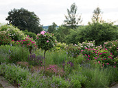 Rosenbeet Rosenbeet mit Glockenblumen